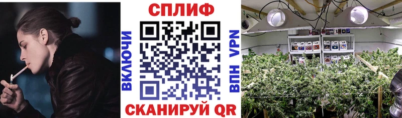 Шишки марихуана планчик  Туран 